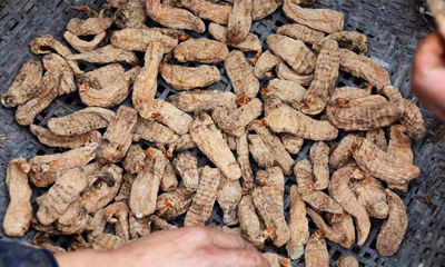 文章附圖